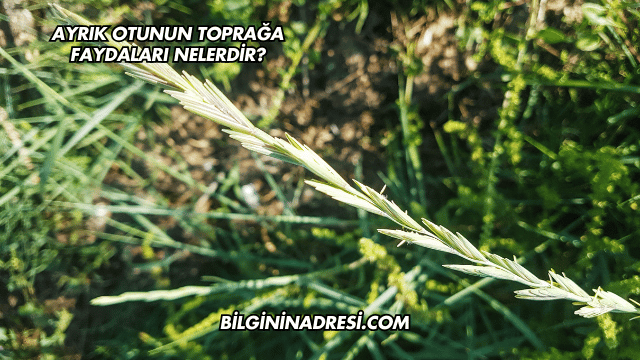 Ayrık Otunun Toprağa Faydaları Nelerdir?