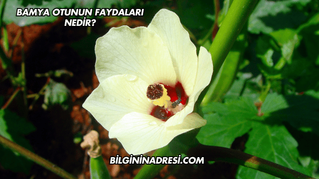 Bamya Otunun Faydaları Nedir?