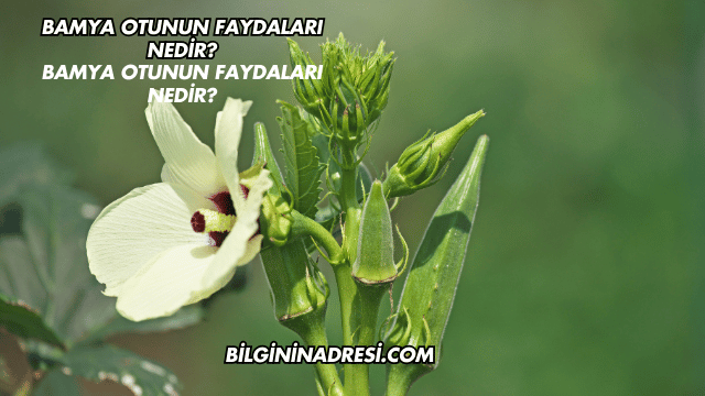 Bamya Otunun Faydaları Nedir?
