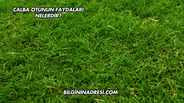 Çalba Otunun Faydaları Nelerdir?