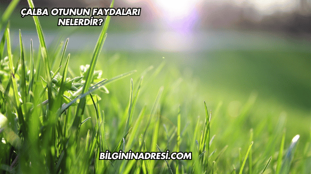 Çalba Otunun Faydaları Nelerdir?