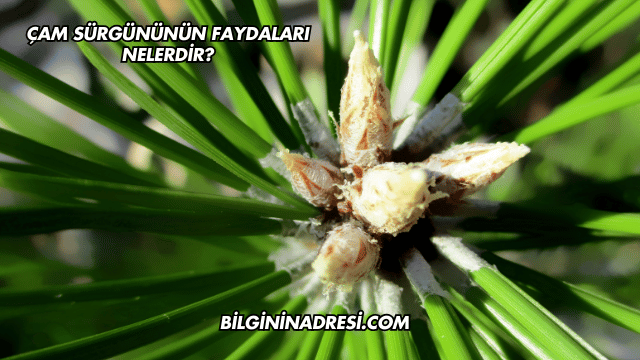 Çam Sürgününün Faydaları Nelerdir?