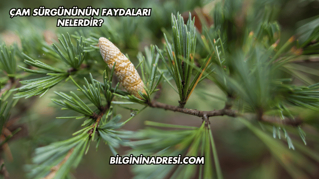 Çam Sürgününün Faydaları Nelerdir?