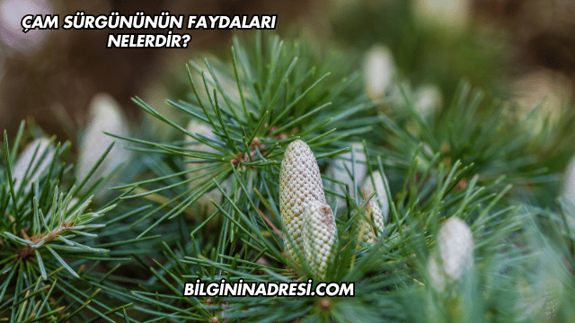 Çam Sürgününün Faydaları Nelerdir?
