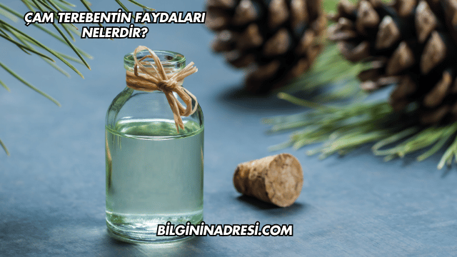 Çam Terebentin Faydaları Nelerdir?
