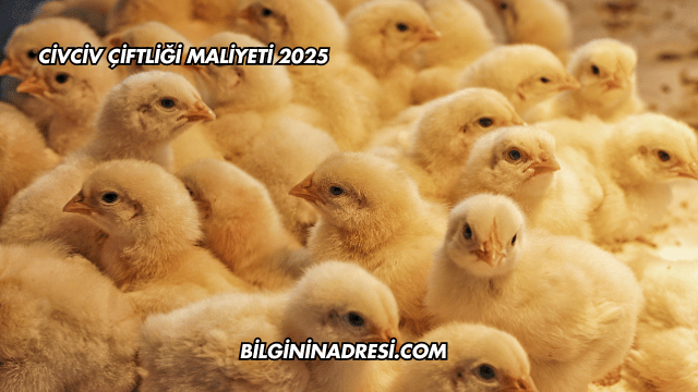 Civciv Çiftliği Maliyeti 2025