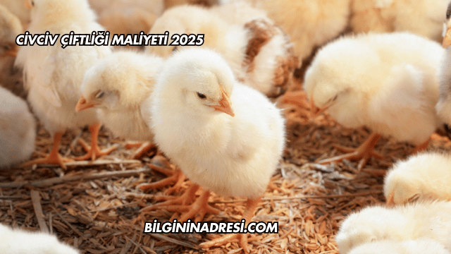 Civciv Çiftliği Maliyeti 2025