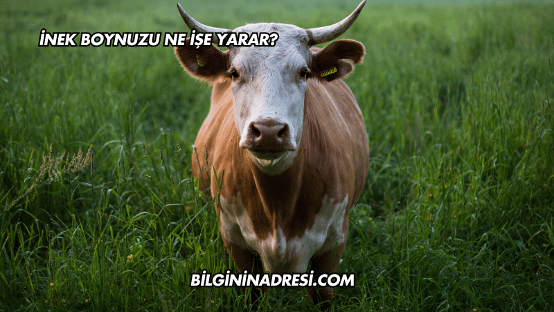 İnek Boynuzu Ne İşe Yarar?