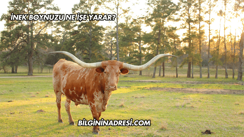 İnek Boynuzu Ne İşe Yarar?