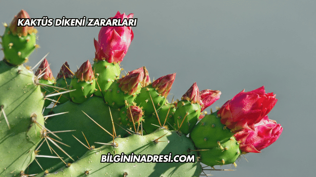 Kaktüs Dikeni Zararları