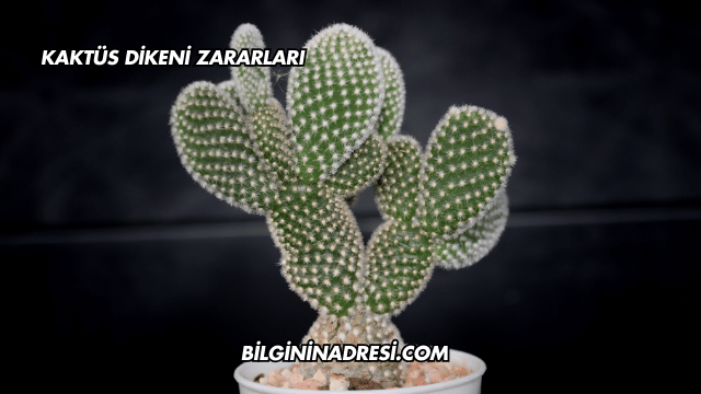 Kaktüs Dikeni Zararları