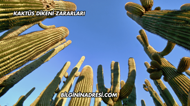 Kaktüs Dikeni Zararları