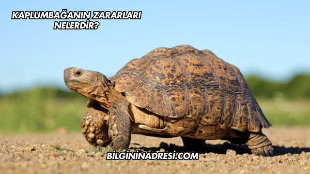 Kaplumbağanın Zararları Nelerdir?