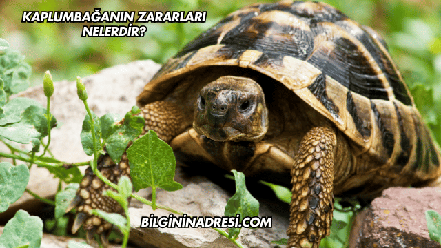 Kaplumbağanın Zararları Nelerdir?