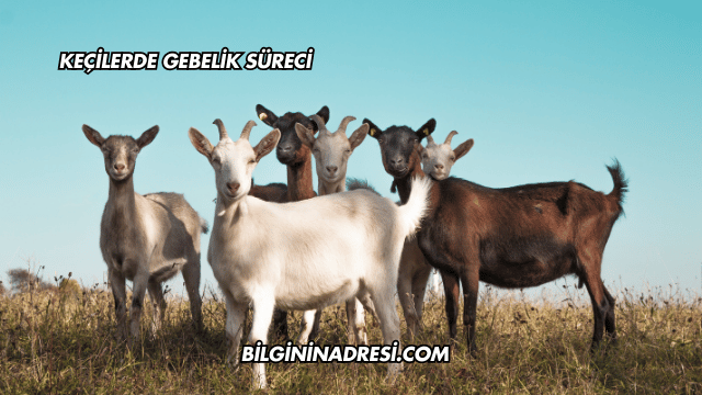 Keçilerde Gebelik Süreci