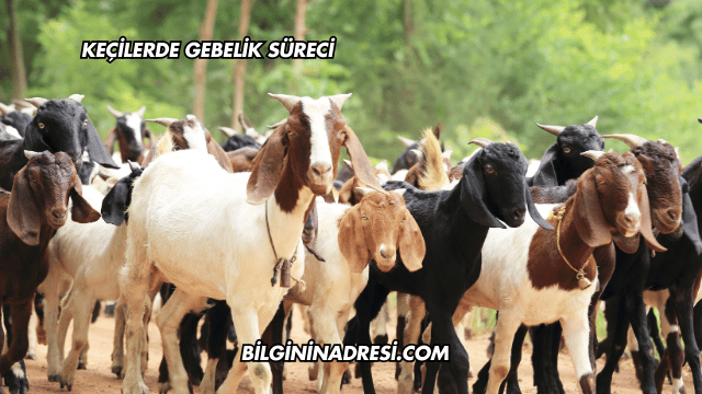 Keçilerde Gebelik Süreci