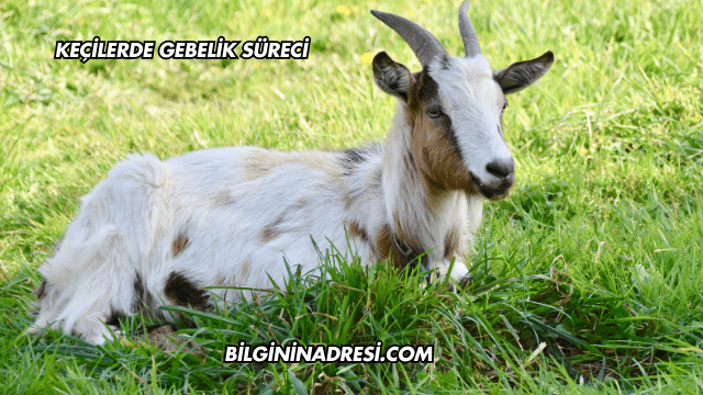 Keçilerde Gebelik Süreci
