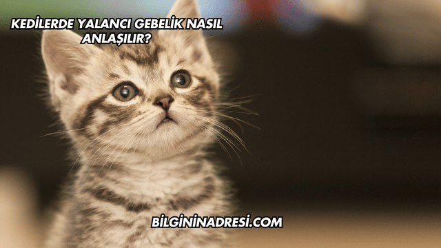 Kedilerde Yalancı Gebelik Nasıl Anlaşılır?