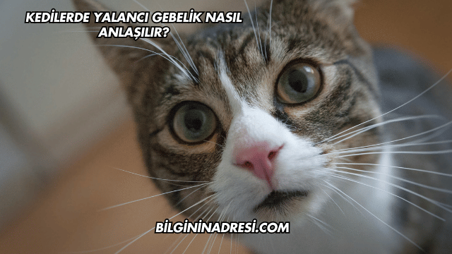 Kedilerde Yalancı Gebelik Nasıl Anlaşılır?