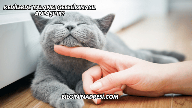 Kedilerde Yalancı Gebelik Nasıl Anlaşılır?
