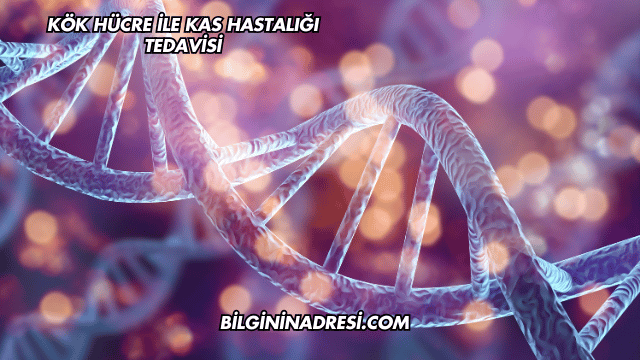 Kök Hücre ile Kas Hastalığı Tedavisi