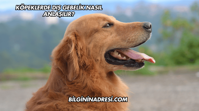 Köpeklerde Dış Gebelik Nasıl Anlaşılır?