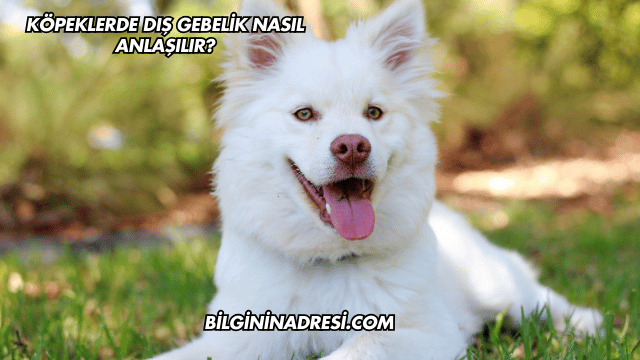 Köpeklerde Dış Gebelik Nasıl Anlaşılır?