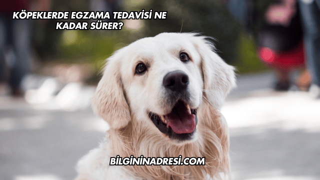 Köpeklerde Egzama Tedavisi Ne Kadar Sürer?