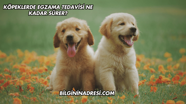 Köpeklerde Egzama Tedavisi Ne Kadar Sürer?