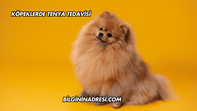 Köpeklerde Tenya Tedavisi