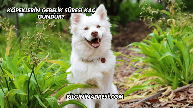 Köpeklerin Gebelik Süresi Kaç Gündür?