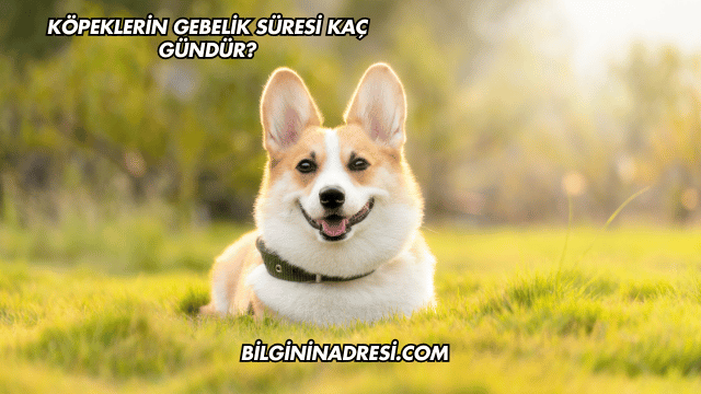 Köpeklerin Gebelik Süresi Kaç Gündür?