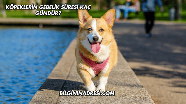 Köpeklerin Gebelik Süresi Kaç Gündür?