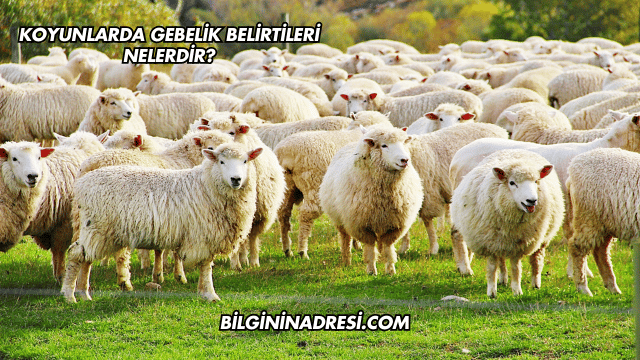 Koyunlarda Gebelik Belirtileri Nelerdir?