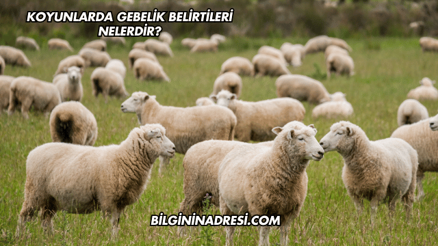 Koyunlarda Gebelik Belirtileri Nelerdir?