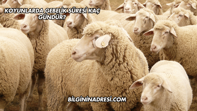 Koyunlarda Gebelik Süresi Kaç Gündür?