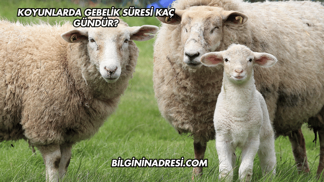 Koyunlarda Gebelik Süresi Kaç Gündür?