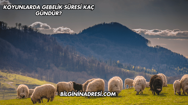 Koyunlarda Gebelik Süresi Kaç Gündür?