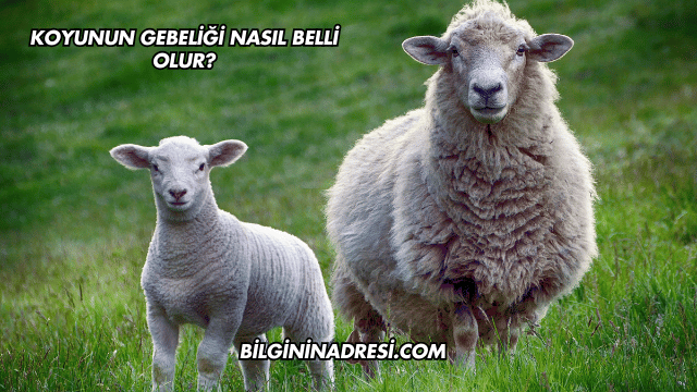 Koyunun Gebeliği Nasıl Belli Olur?