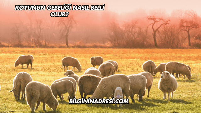 Koyunun Gebeliği Nasıl Belli Olur?