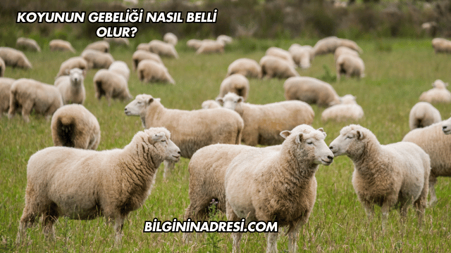 Koyunun Gebeliği Nasıl Belli Olur?