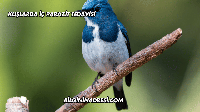 Kuşlarda İç Parazit Tedavisi