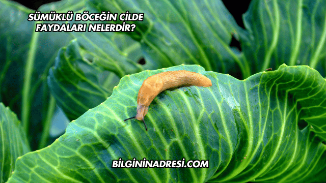 Sümüklü Böceğin Cilde Faydaları Nelerdir?