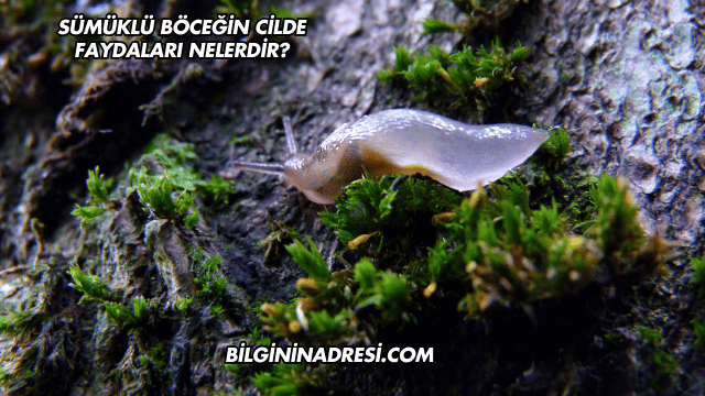 Sümüklü Böceğin Cilde Faydaları Nelerdir?