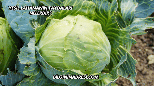 Yeşil Lahananın Faydaları Nelerdir?