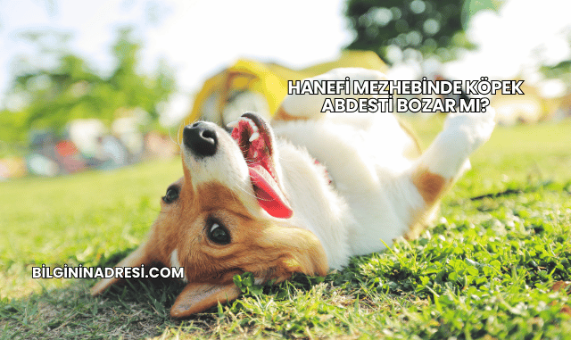 Hanefi Mezhebinde Köpek Abdesti Bozar mı?