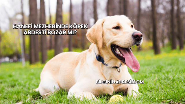 Hanefi Mezhebinde Köpek Abdesti Bozar mı?
