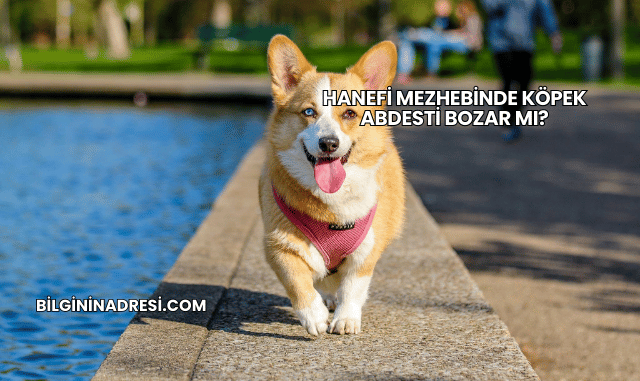 Hanefi Mezhebinde Köpek Abdesti Bozar mı?