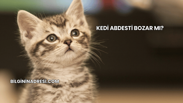 Kedi Abdesti Bozar mı?