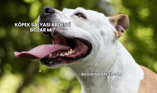 Köpek Salyası Abdesti Bozar mı?